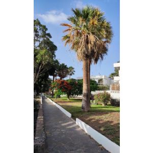 Diosa Diana Apartment
